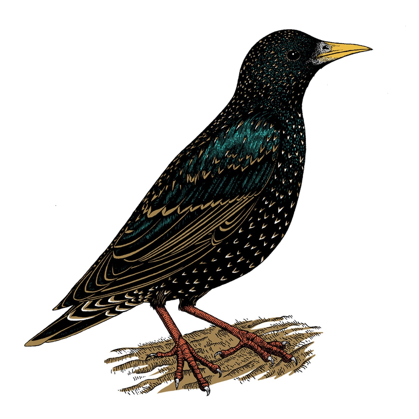 Starling T-Shirt - Hand-Printed Organic Cotton Tee for Bird Lovers